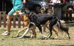 National & International Dog Show 