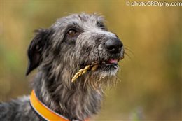 Deerhound