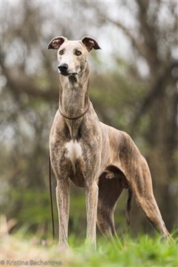 Greyhound