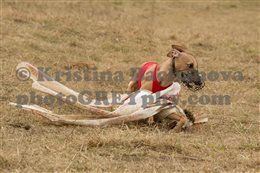 Coursing